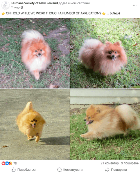 Шпіц на траві Пес, шпіц, собака, порода